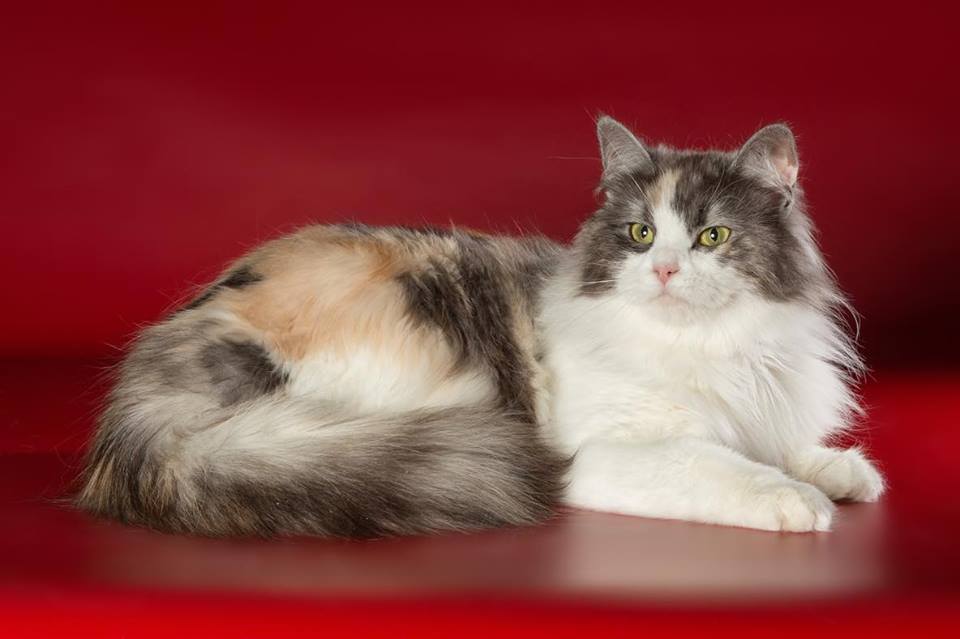 Siberian cats: OhLaLa of Kymaya’s Place