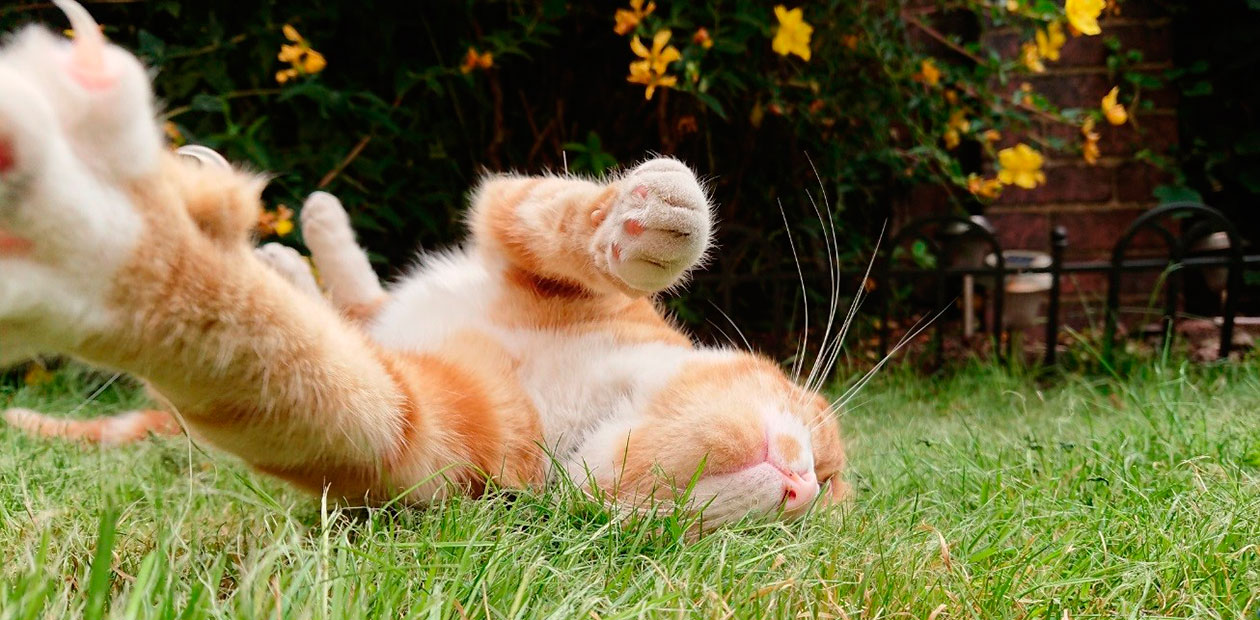 друг кошки, кошки инфо, арсениум, сибирский кот, домашний кот, домус, тюмень, кот, арсениум, сибиряки, котики, шиханова, макосова, котята