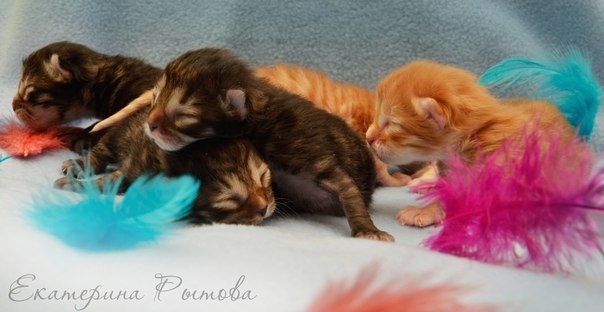  арсениум, сибирский кот, домашний кот, домус, тюмень, кот, арсениум, сибиряки, котики, шиханова,, котята, зоогалактика